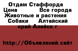 Отдам Стаффорда › Цена ­ 2 000 - Все города Животные и растения » Собаки   . Алтайский край,Алейск г.